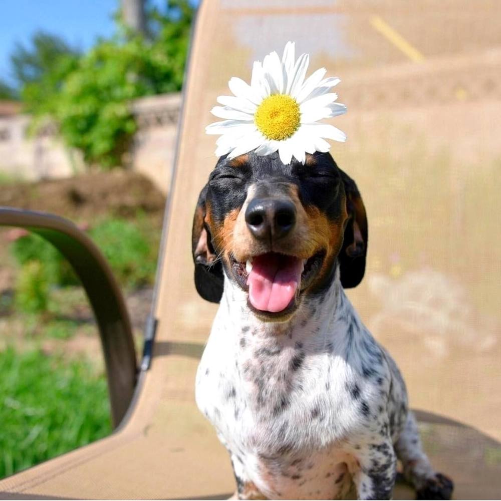 Meet your Posher, Roxanne